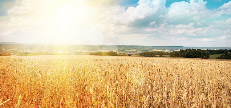 Field of corn in sunlight